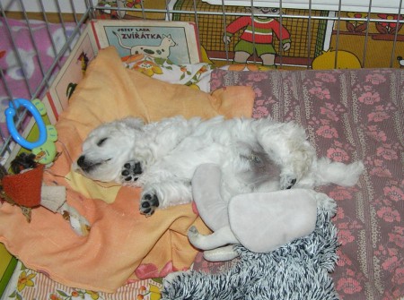 36. den: Ostříhali mi tlapičky.